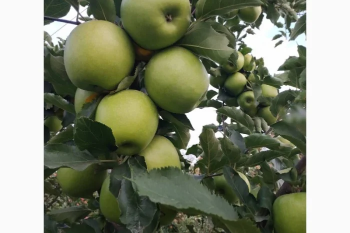 Куплю Яблука (бюджет)- фото № 1