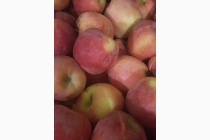 Продам яблука різних сортів: Пінова, Симеренка, Лігольт, Декоста, Фудж- фото № 1