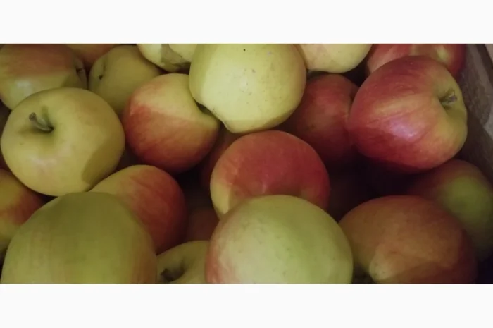 Продаються яблука різних сортів: Голден- фото № 20