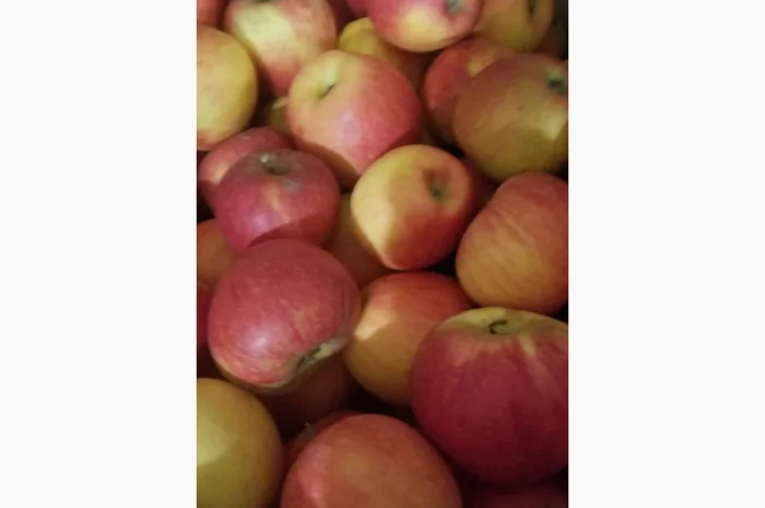 Продаються яблука різних сортів: Голден- фото № 17