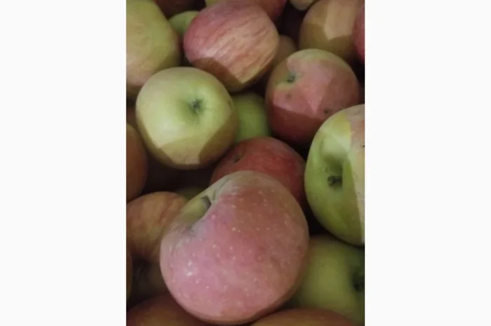 Продаються яблука різних сортів: Голден- фото № 16