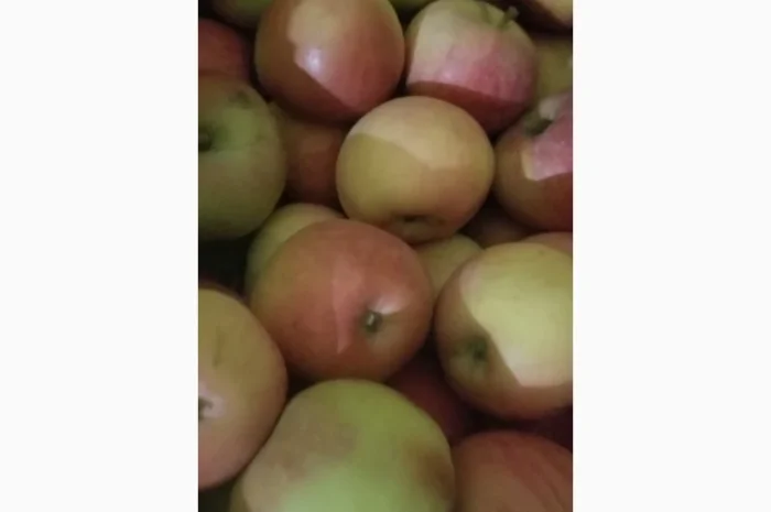 Продаються яблука різних сортів: Голден- фото № 14