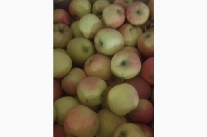 Продам яблука різних сортів: Пінова, Симеренка, Лігольт, Декоста, Фудж- фото № 2