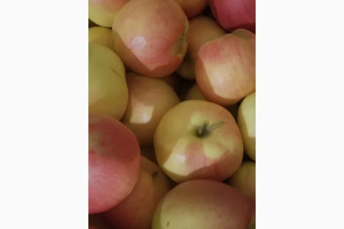 Продаються яблука різних сортів: Голден- фото № 8