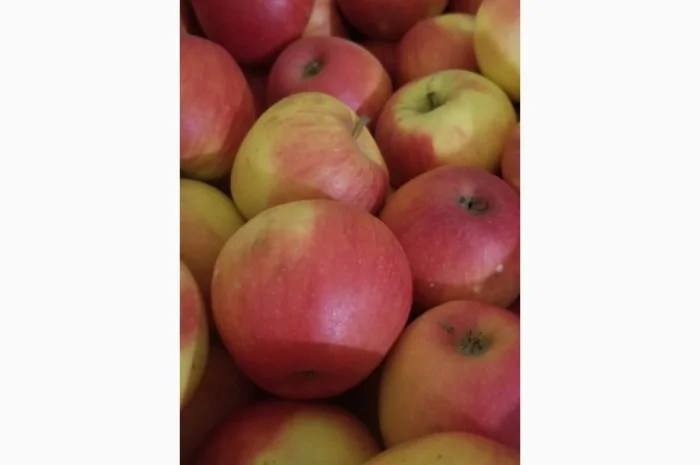 Продаються яблука різних сортів: Голден- фото № 6