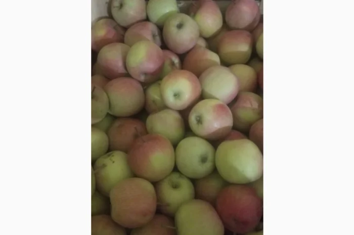 Продам яблука різних сортів: Пінова, Симеренка, Лігольт, Декоста, Фудж- фото № 3