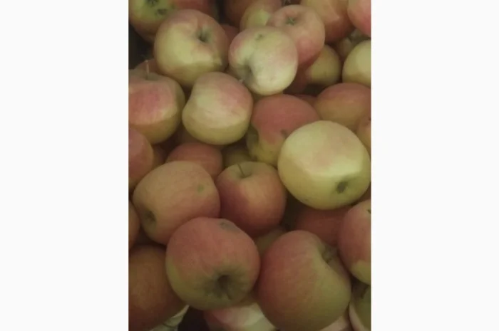 Продам яблука різних сортів: Пінова, Симеренка, Лігольт, Декоста, Фудж- фото № 4