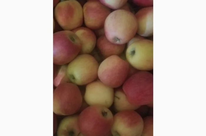 Продам яблука різних сортів: Пінова, Симеренка, Лігольт, Декоста, Фудж- фото № 7