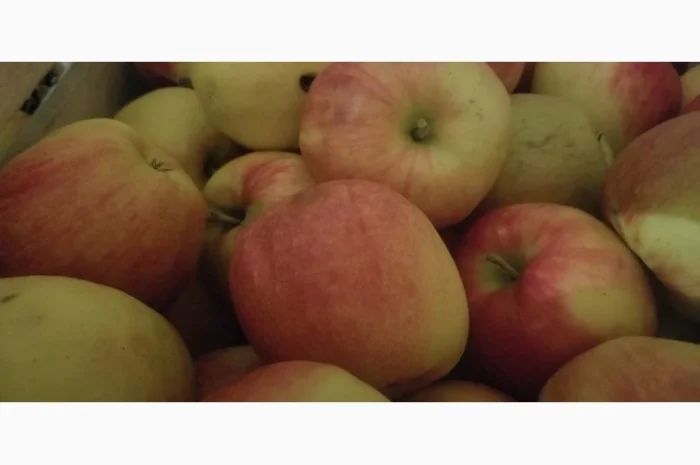 Продаються яблука різних сортів: Голден- фото № 1