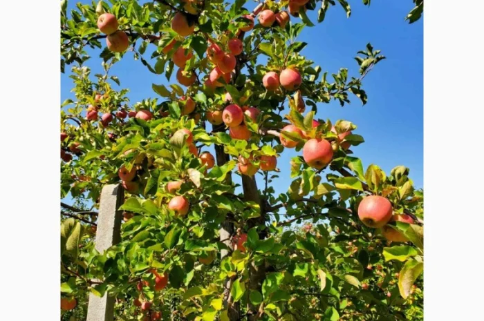 Продам яблука оптом- фото № 1