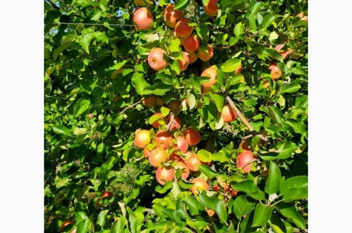 Продам яблука оптом- фото № 2