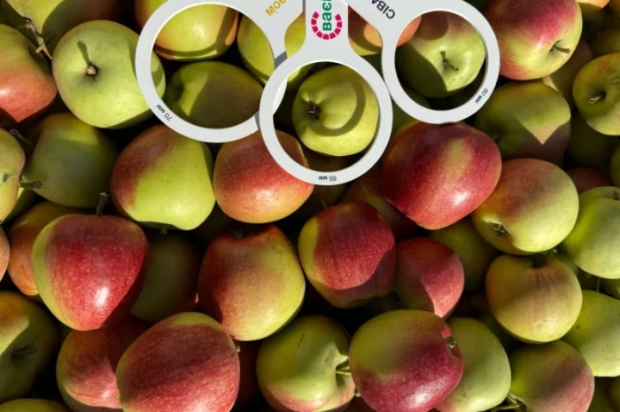 Яблука Лігольд- фото № 1