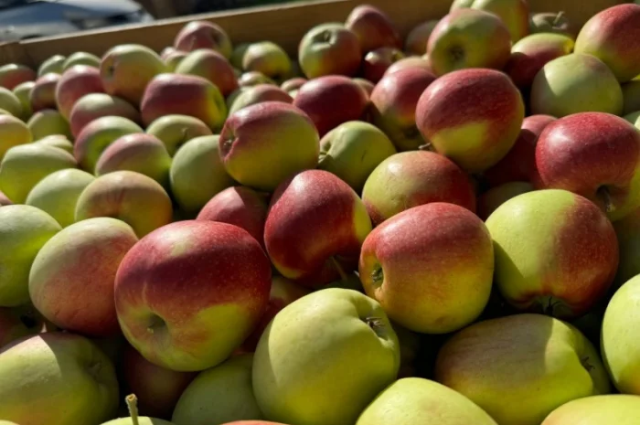 Яблука Лігольд- фото № 2