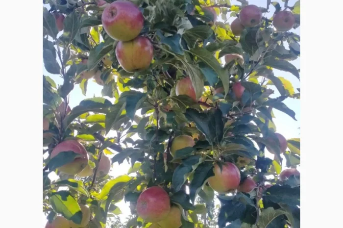 Яблука Лігольд- фото № 3