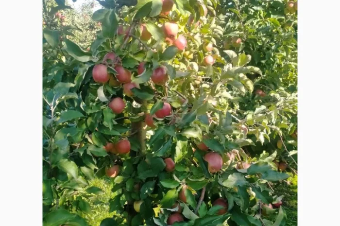 Яблука Лігольд- фото № 4