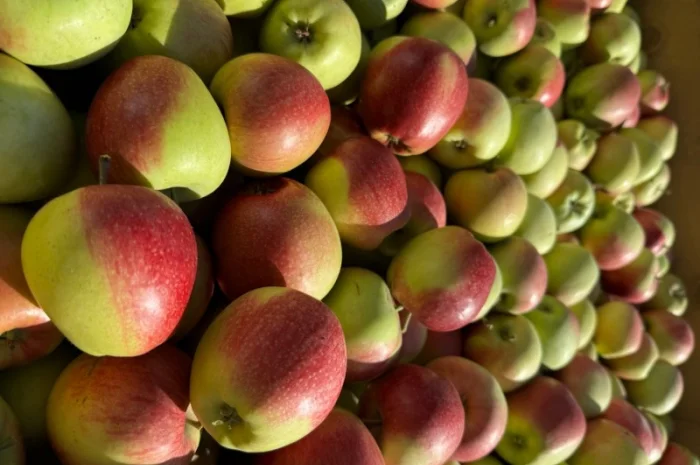 Яблука Лігольд- фото № 5