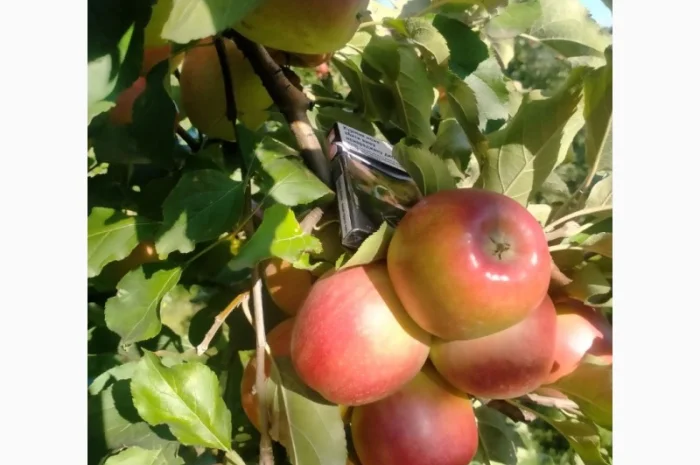 Яблука Лігольд- фото № 6