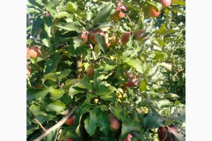 Яблука Лігольд- фото № 7