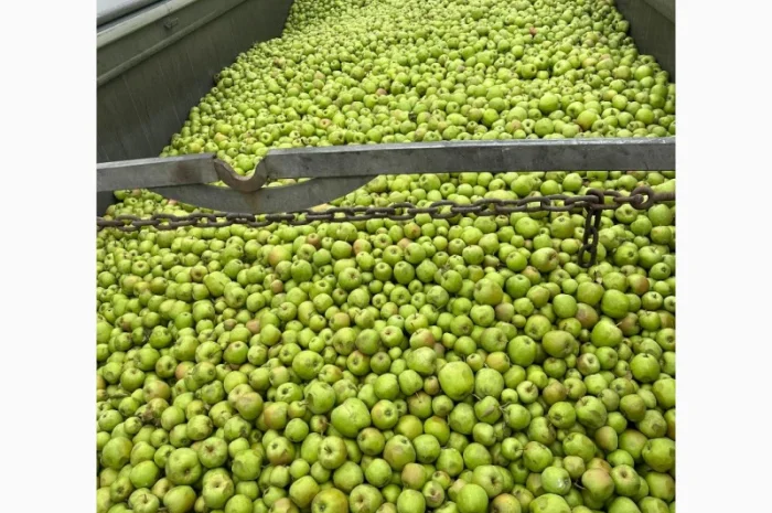 Закуповуємо на сік ціна + ПДВ яблоко оптом на переробку- фото № 2