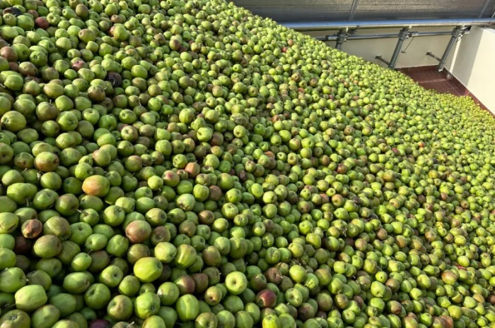 Закуповуємо на сік ціна + ПДВ яблоко оптом на переробку- фото № 3