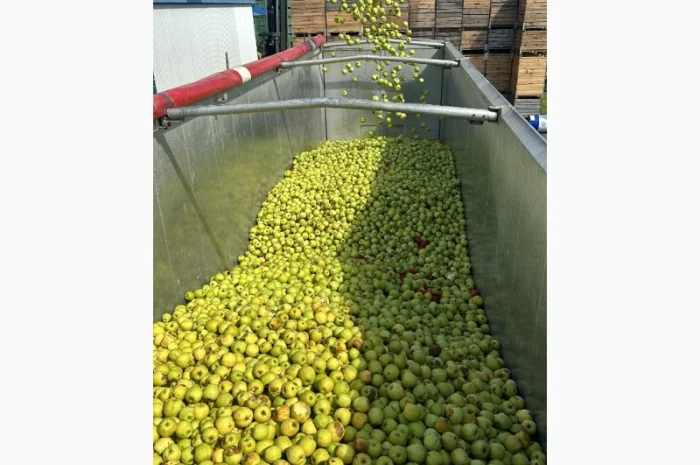 Закуповуємо на сік ціна + ПДВ яблоко оптом на переробку- фото № 4