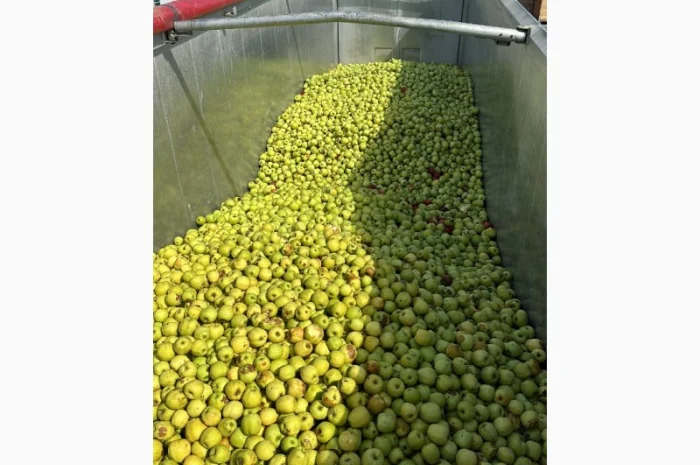 Закуповуємо на сік ціна + ПДВ яблоко оптом на переробку- фото № 5