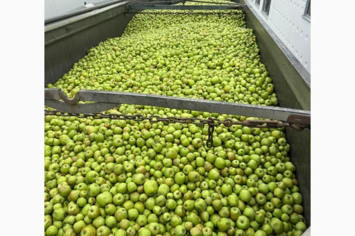 Закуповуємо на сік ціна + ПДВ яблоко оптом на переробку- фото № 7