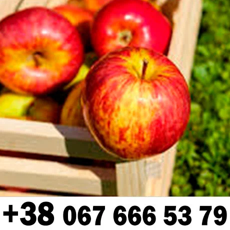 Закуповуємо яблоко на сік ЦІНА грн плюс ПДВ На переробку- фото № 1