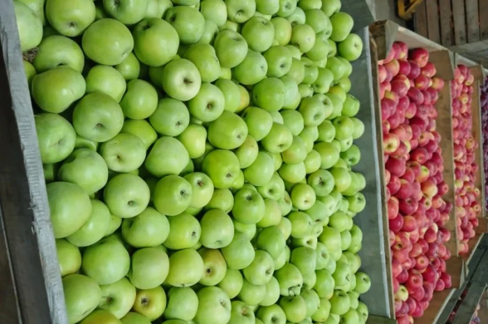 Продам яблука різних сортів гарної якості- фото № 3