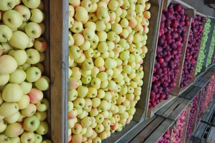 Продам яблука різних сортів гарної якості- фото № 4