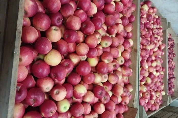 Продам яблука різних сортів гарної якості- фото № 5