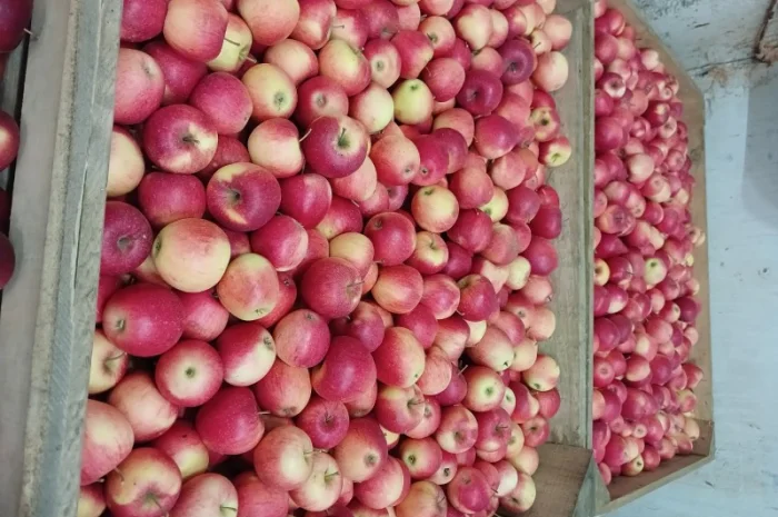 Продам яблука різних сортів гарної якості- фото № 6