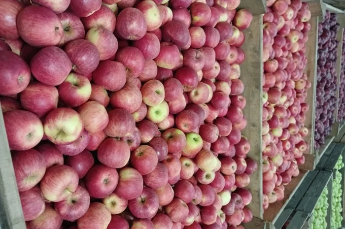 Продам яблука різних сортів гарної якості- фото № 7