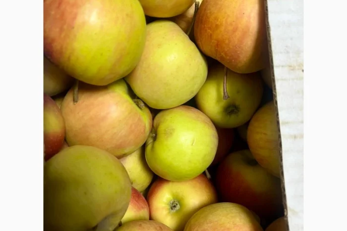 Продам Яблуко, Чемпіон- фото № 1