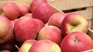 Закупівля яблука на сік в великих об‘ємах від 10 тонн- фото № 1