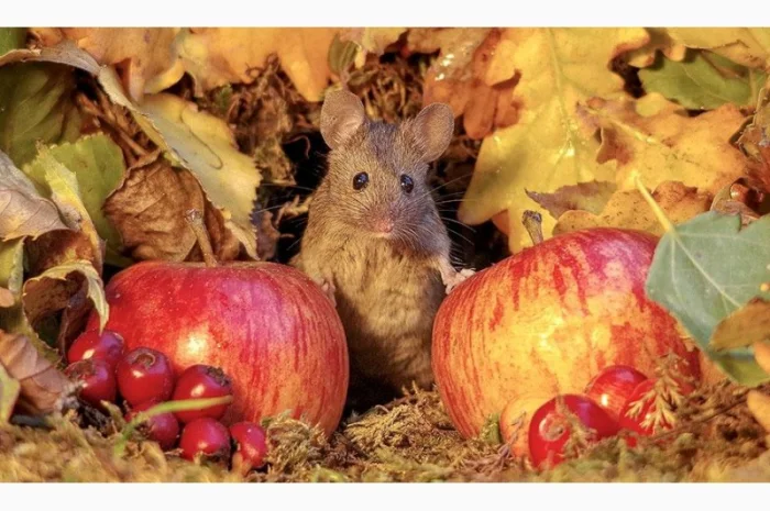 Предприятие на постоянной основе закупает яблоки на промпереработку от 20 тонн- фото № 1