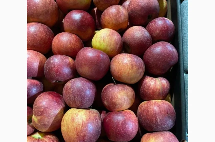 Продам яблоко- фото № 1