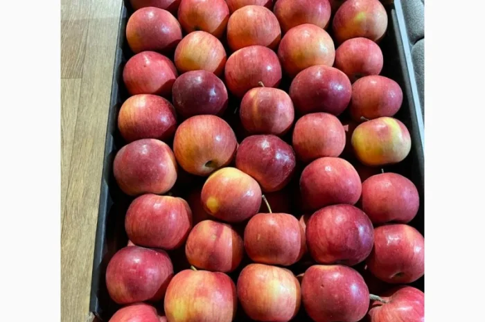 Продам яблоко- фото № 3