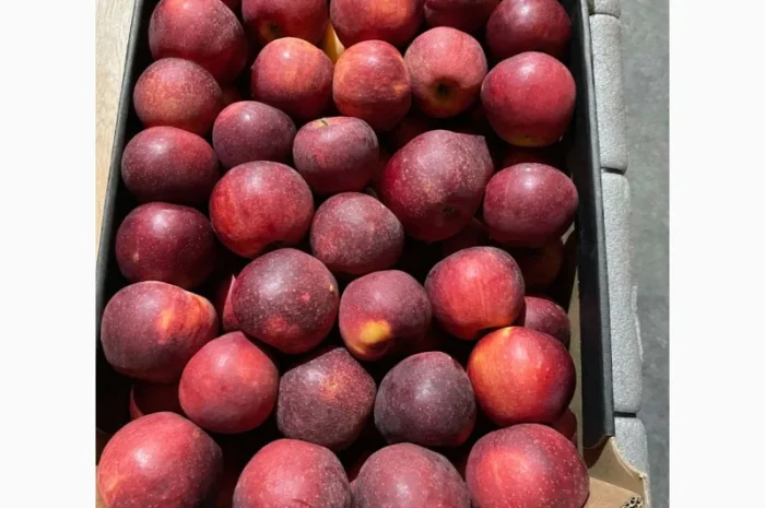 Продам яблоко- фото № 7