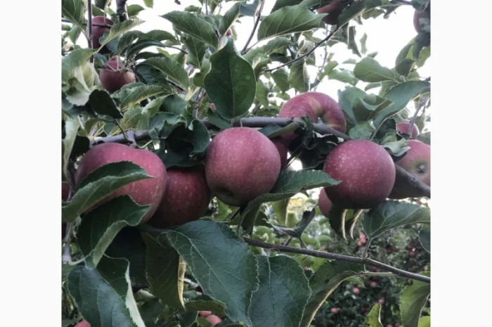 Продаються яблука сортів Черний принц, Чемпіон, Фуджі, Айдаред- фото № 8