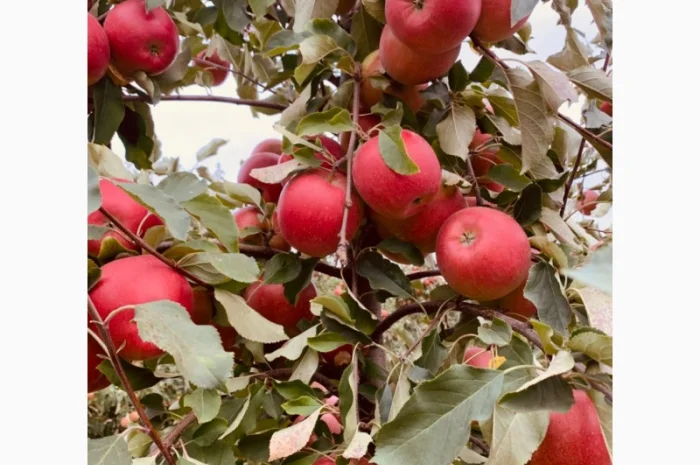 Продам яблука сортів Чемпіон, Голден- фото № 1