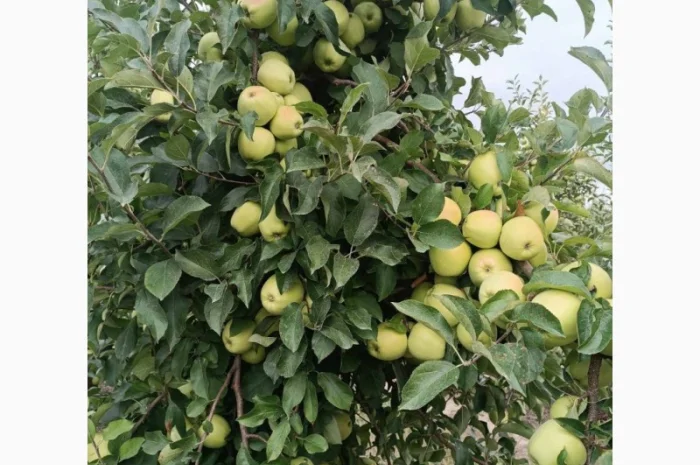 Продам яблука сорту Айдаре, Голден, Чемпіон- фото № 1