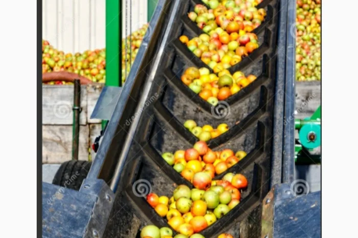 Куплю оптом яблоко на переробку (пюре, сік, повідло, сок) оптом Сумы- фото № 3