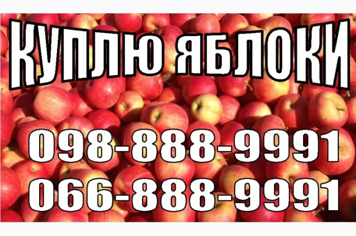 Куплю яблоки от 10 тонн на переработку (сок, пюре, повидло)- фото № 1