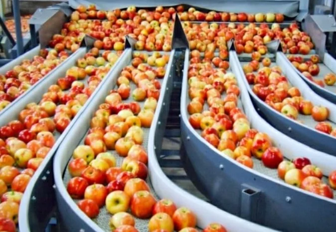 Куплю яблоки, покупаем, закупаем на переробку (пюре, сік, повідло, сок) оптом Днепр- фото № 1