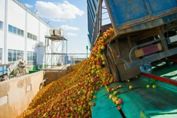 Куплю яблоки, покупаем, закупаем на переробку (пюре, сік, повідло, сок) оптом Днепр- фото № 2