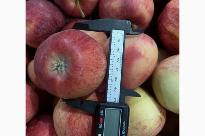 Продам яблука з власного саду- фото № 1