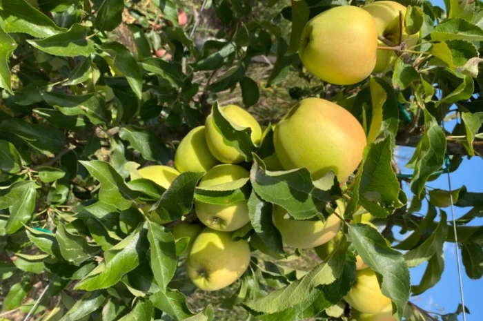 Продам яблука відмінної якості- фото № 1