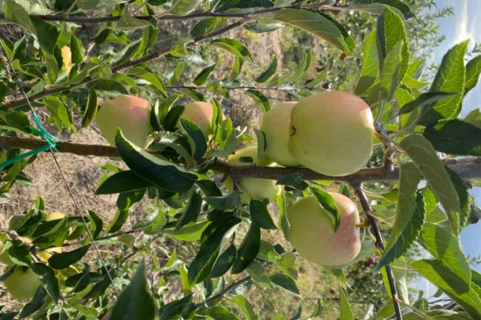 Продам яблука відмінної якості- фото № 2