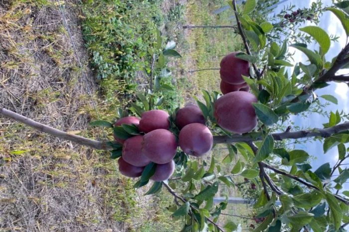 Продам яблука відмінної якості- фото № 5